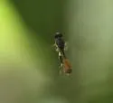 Sphegina rufiventris - photo 4