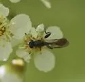 Sphegina rufiventris - photo 5