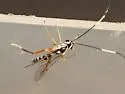 Sphelodon phoxopteridis - Sphelodon phoxopteridis