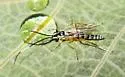 Sphelodon phoxopteridis - photo 2