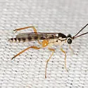 Sphelodon phoxopteridis - photo 3
