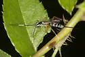 Sphelodon phoxopteridis - photo 4