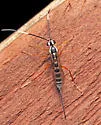 Sphelodon phoxopteridis - photo 5