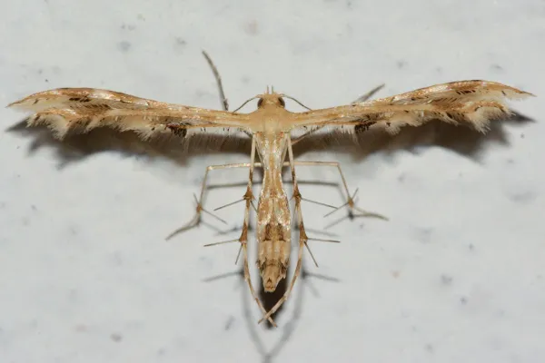 Fire-flag Plume Moth - photo 2