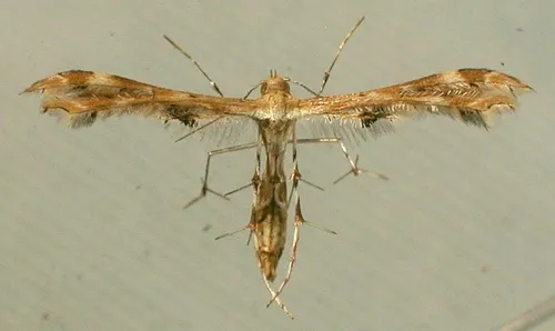 Fire-flag Plume Moth - photo 6