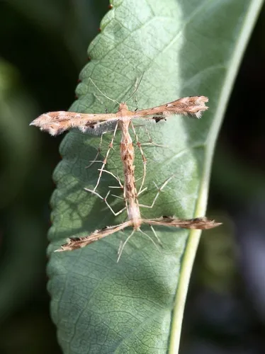 Fire-flag Plume Moth - photo 7