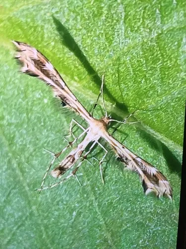 Fire-flag Plume Moth - photo 8