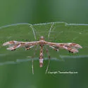 Grape Flower Plume Moth - Hodges#6090