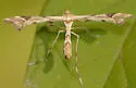 Grape Flower Plume Moth - Hodges#6090 - photo 2