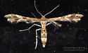 Grape Flower Plume Moth - Hodges#6090 - photo 3