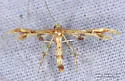 Grape Flower Plume Moth - Hodges#6090 - photo 4