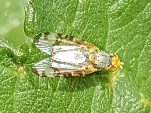 Sphenella marginata - photo 2