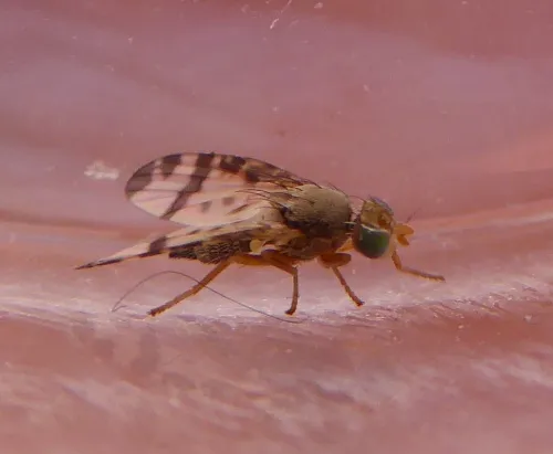 Sphenella marginata - photo 3