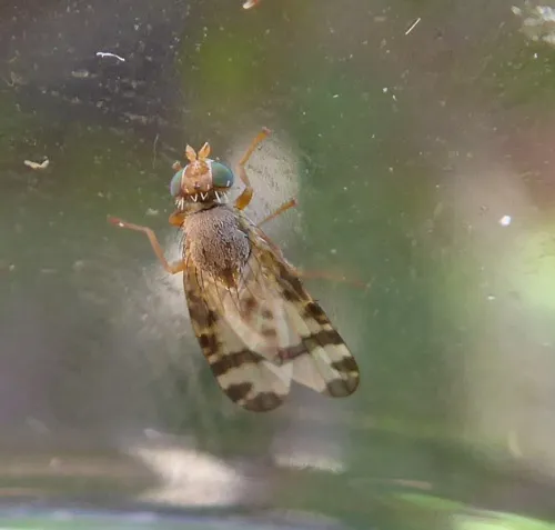 Sphenella marginata - photo 4