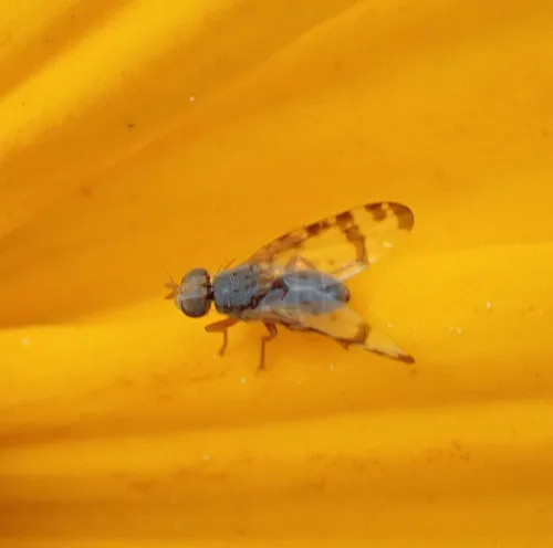 Sphenella marginata - photo 8