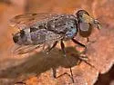 Sphenometopa nebulosa - photo 2