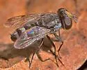 Sphenometopa nebulosa - photo 3