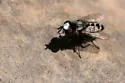 Sphenometopa tergata - Sphenometopa tergata