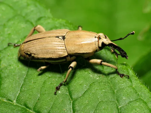 Clay-coloured Billbug