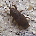 Sphenophorus apicalis
