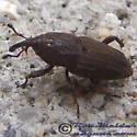 Sphenophorus apicalis - photo 2