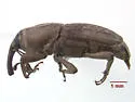 Sphenophorus apicalis - photo 4