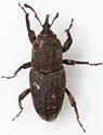 Sphenophorus apicalis - photo 5