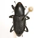 Sphenophorus arizonensis