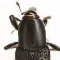 Sphenophorus arizonensis - photo 2