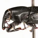 Sphenophorus arizonensis - photo 3
