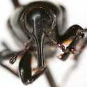 Sphenophorus arizonensis - photo 4