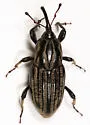 Sphenophorus australis