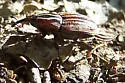Sphenophorus australis - photo 2