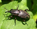 Sphenophorus australis - photo 3