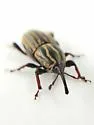 Sphenophorus australis - photo 4