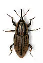 Sphenophorus australis - photo 5