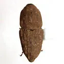 Sphenophorus bartramiae