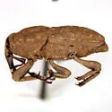 Sphenophorus bartramiae - photo 2