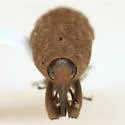 Sphenophorus bartramiae - photo 3