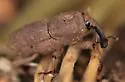 Sphenophorus bartramiae - photo 4