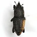 Sphenophorus blanchardi