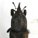 Sphenophorus blanchardi - photo 2