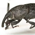 Sphenophorus blanchardi - photo 3