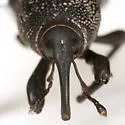 Sphenophorus blanchardi - photo 4