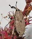 Southern Corn Billbug