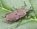 Southern Corn Billbug - photo 2