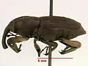 Southern Corn Billbug - photo 3