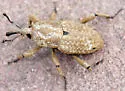 Southern Corn Billbug - photo 4