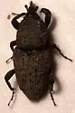 Southern Corn Billbug - photo 5