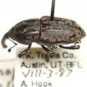 Nutgrass Billbug